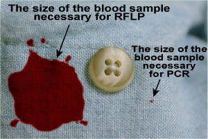 A comparison between the size of a blood sample needed for RFLP vs PCR.